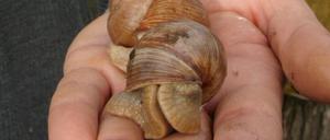 schnecken