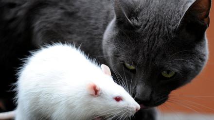 Schnüffelratten