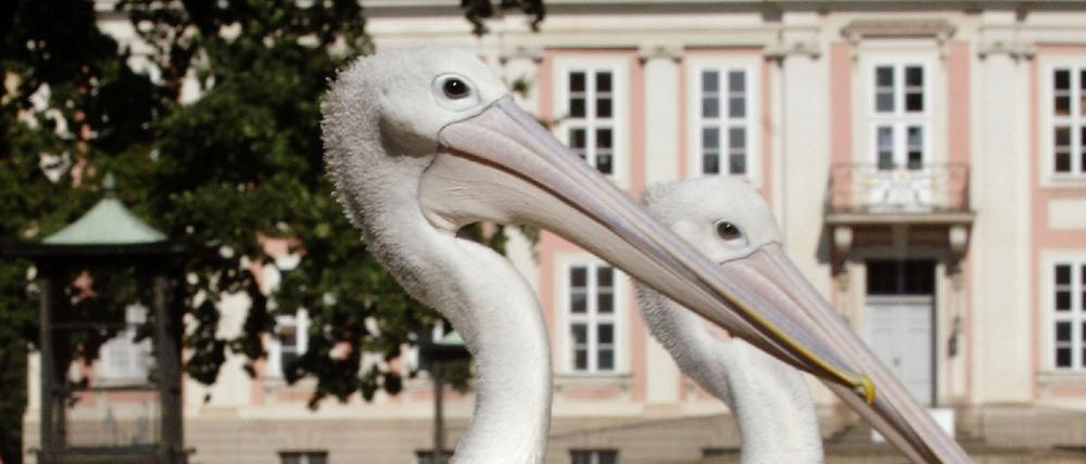 friedrichsfelde