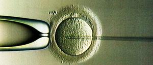 Im Labor befruchtet.