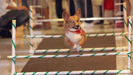 Olympets, Haustier-Olympiade