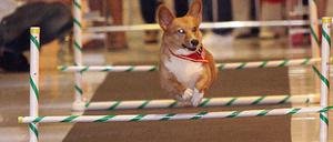 Olympets, Haustier-Olympiade