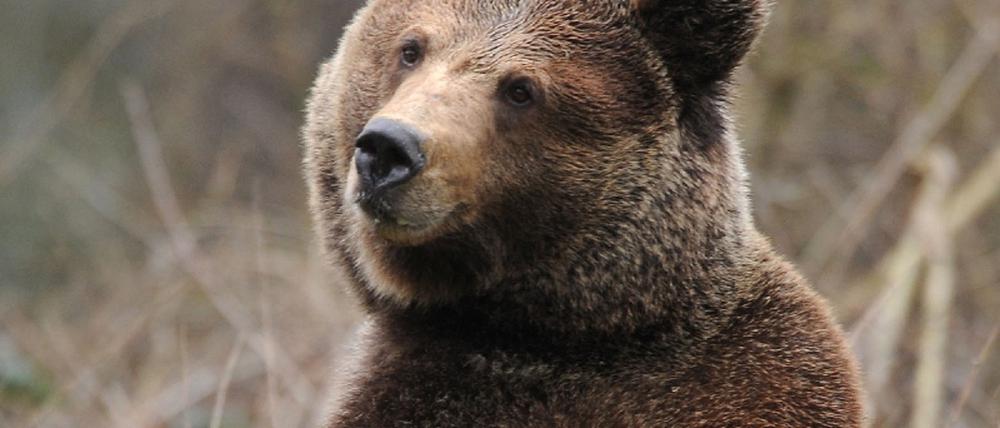 Braunbär