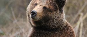 Braunbär