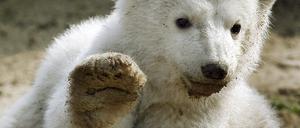 Knut 080709