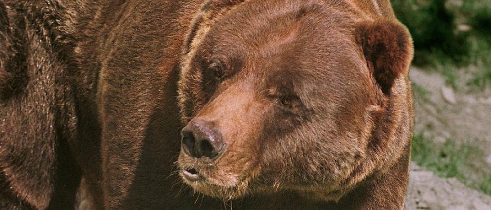 Grizzly