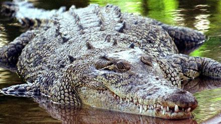 Krokodil