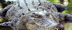 Krokodil