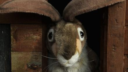 Osterhase