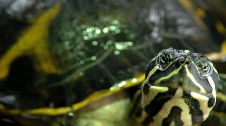 Schildkröte