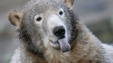 Knut