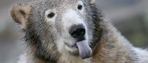 Knut