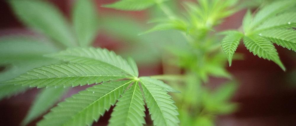 Cannabis