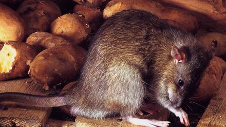 Ratte
