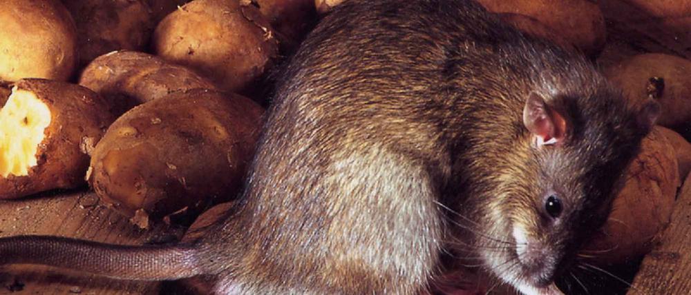 Ratte