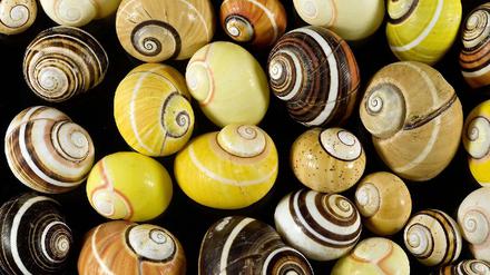 schnecke