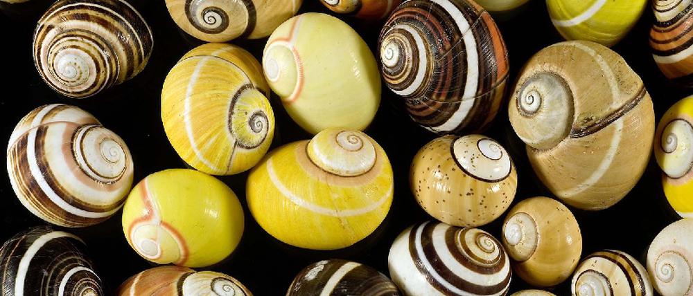schnecke
