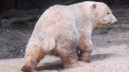 071120knut