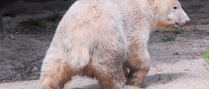 071120knut