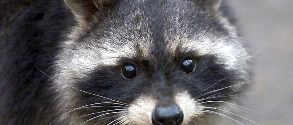waschbär