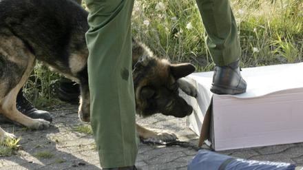 Spürhund