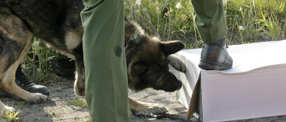 Spürhund