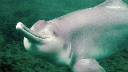 Delfin Baiji