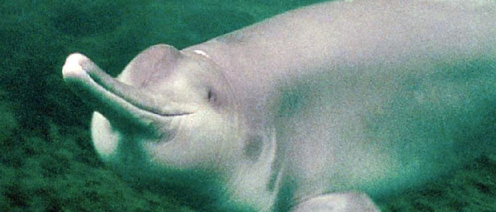 Delfin Baiji