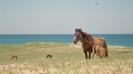 Die Wildpferde auf Sable Island stammen aus einem kanadischen Besiedlungsprojekt im 18. Jahrhundert.