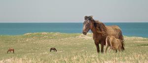 Die Wildpferde auf Sable Island stammen aus einem kanadischen Besiedlungsprojekt im 18. Jahrhundert.