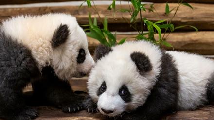 Bald zu bestaunen. Die Pandajungen Meng Yuan (l.) and Meng Xiang dürften die neuen Stars im Zoo werden.