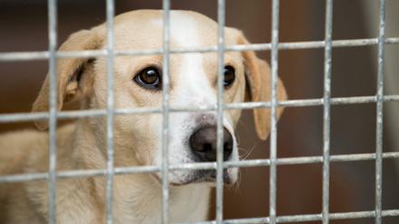 Unter den Tieren waren elf Hunde, darunter auch eine Hündin, die ihren Impfpass dabei hatte.