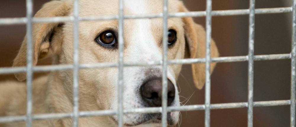 Unter den Tieren waren elf Hunde, darunter auch eine Hündin, die ihren Impfpass dabei hatte.