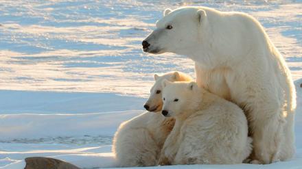 Schmilzt das Eis weiter, könnte der Eisbär aussterben.