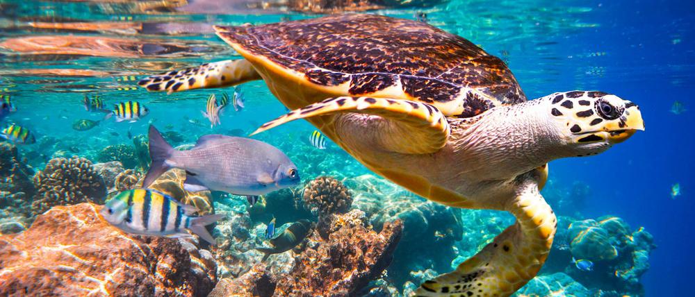 Die Echte Karettschildkröte ist akut vom Aussterben bedroht.