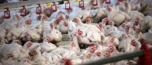 Ethisch sehr bedenklich: Massentierhaltung.