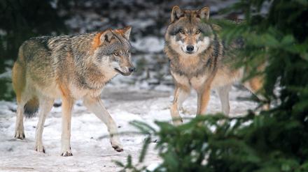 Wölfe sind auch in Brandenburg wieder häufiger anzutreffen. Doch diese beiden hier leben nicht in freier Natur, sondern im Gehege im Wildpark Schorfheide in Groß Schönebeck. 