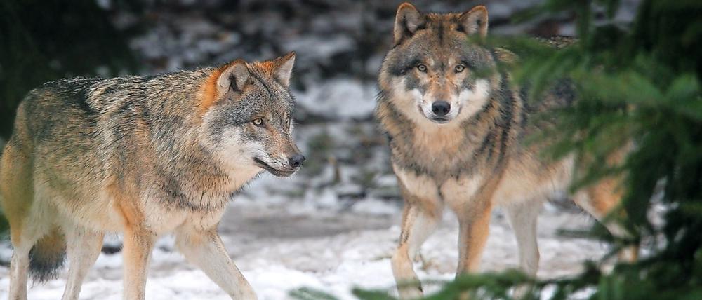 Wölfe sind auch in Brandenburg wieder häufiger anzutreffen. Doch diese beiden hier leben nicht in freier Natur, sondern im Gehege im Wildpark Schorfheide in Groß Schönebeck. 