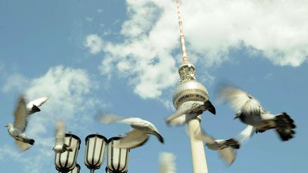 Tauben fliegen vor dem Fernsehturm in Berlin.