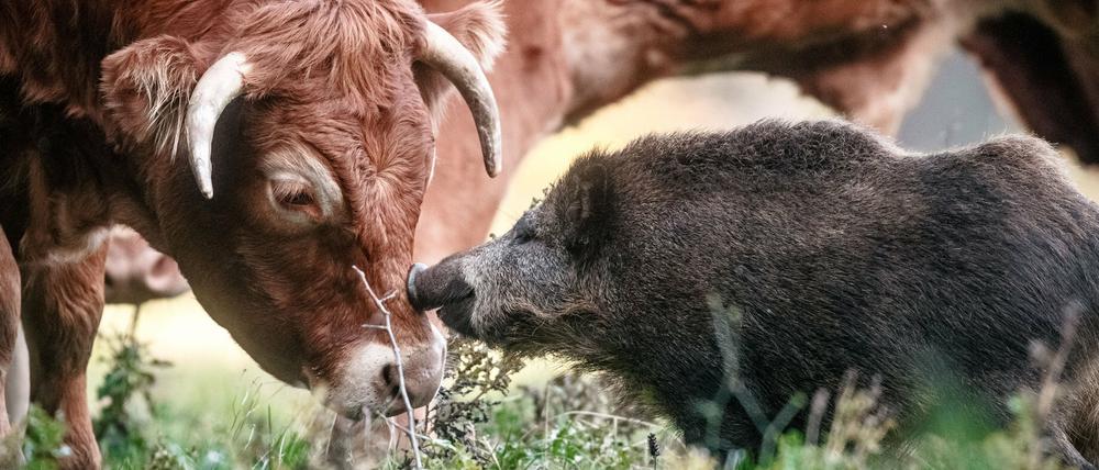 Ein junges Wildschwein auf einer Weide zwischen Rindern. Das Wildschwein hatte sich im September 2015 der Rinderherde angeschlossen.