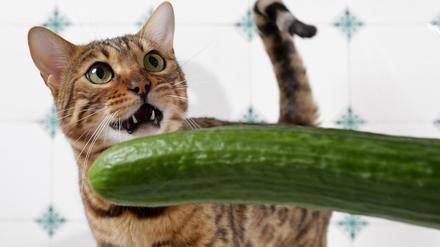 Eine Katze weicht vor einer Salatgurke zurück. Im Netz kursiert derzeit folgender Trend: Menschen legen ihren Katzen heimlich eine Gurke in den Rücken - und sehen zu, wie sich das Tier kurz darauf wahnsinnig davor erschreckt. 