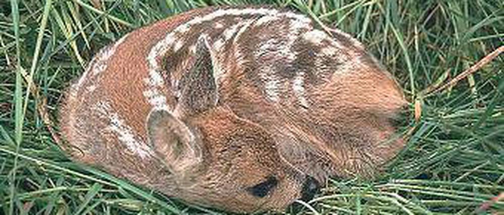 Kitz oder Zombie? Bei schlafenden Tieren weiß man das nie so ganz genau. Foto: dpa