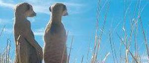 Zwei Erdmännchen blicken in die Ferne.