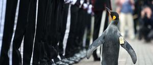 Der Auftritt im Zoo der schottischen Hauptstadt gehörte zu einer Zeremonie mit langer Tradition.
