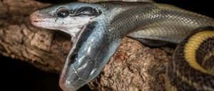 Die Aufnahme zeigt eine eine Höhlen-Schönnatter mit zwei Köpfen im Rostocker Zoo.