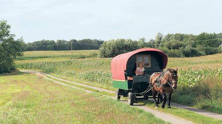 Die Zügel immer locker in der Hand des Kutschers, dann zieht Kaltblüter Mathilde das rollende Ferienhäuschen unbeirrbar durch Feld und Flur der Uckermark. 