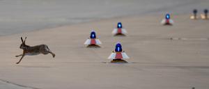 Hase, BER &amp; Co. Das Tier muss sich eigentlich gar nicht so hetzen. Die Zahl der Flugzeuge am BER ist eher gering. 