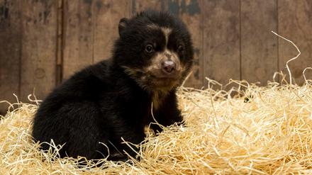 Brillenbär-Nachwuchs im Tierpark Berlin. 