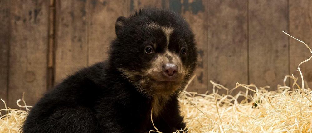 Brillenbär-Nachwuchs im Tierpark Berlin.