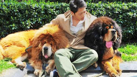 Dick, träge und lange nicht so gefährlich, wie ein echter Löwe: der Tibet-Mastiff, hier mit Herrchen.